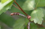 Fragrant sumac